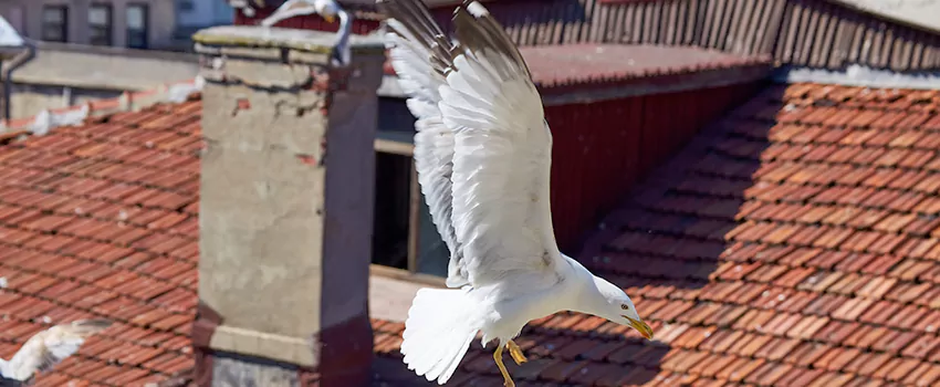 Residential Chimney Animal Removal Solution in Minot, ND