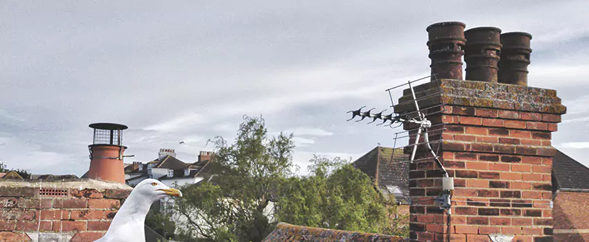 Chimney Cleaning And Restoration in Minot, North Dakota